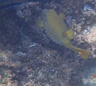 Korallen Riff mit Fisch