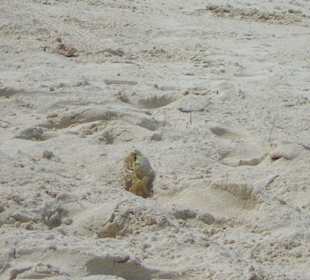 Besuch am menschenleeren Strand