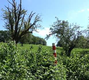 Eduard Lucas Musterobstgarten Mähringen