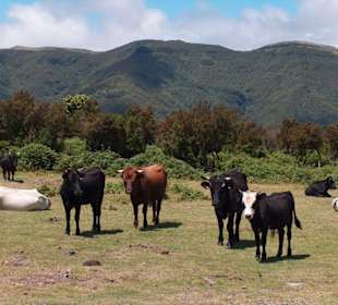 die einzigen Bewohner der Hochebene