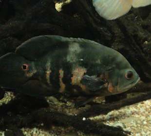 Siracusa - Aquarium
