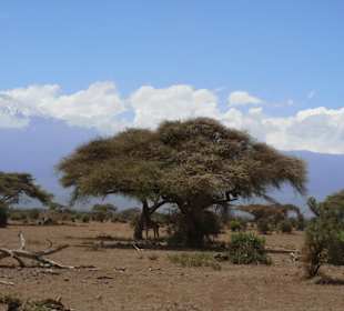 Geführte Touren Marco Polo Tours & Safaris Diani Beach