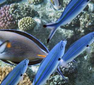 Farbenpracht unter Wasser