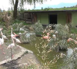 Südamerikabereich - Flamingos