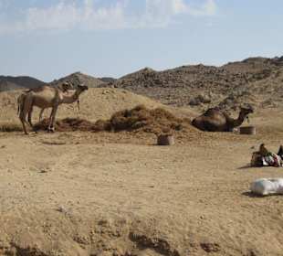 Kamele im Beduinendorf während der Quad-Tour