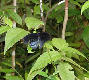 Poring Hot Springs - Schmetterlingsgarten
