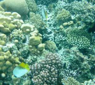 Schnorcheln im Roten Meer mit Delphinen & Korall