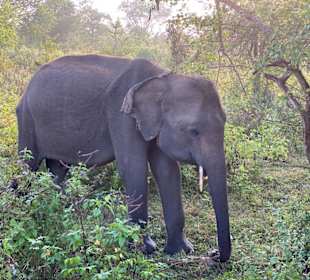 Udawalla National Park
