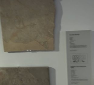 Rheinisches Landesmuseum 