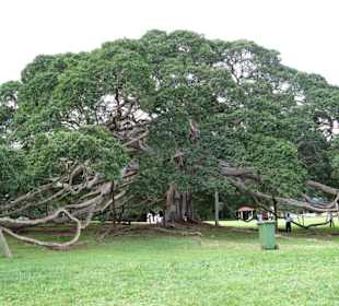 größter Ficus Benjamini