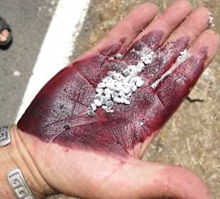 Von der Blattlaus zur Farbe