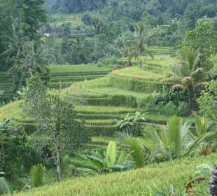 Reisterrassen auf Bali