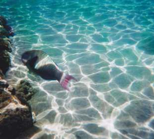 Fische am Hotelstrand