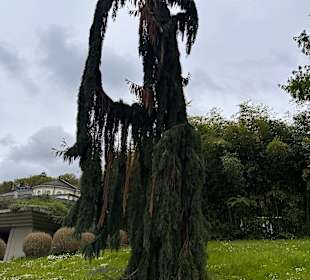 Kurpark in Badenweiler