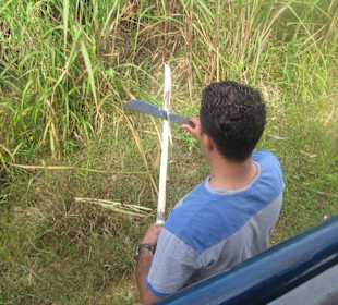 Zuckerrohr zum Probieren