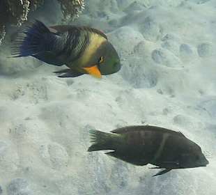 Schnorcheln Marsa Alam