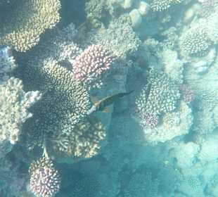 Schnorcheln Sahl Hasheesh