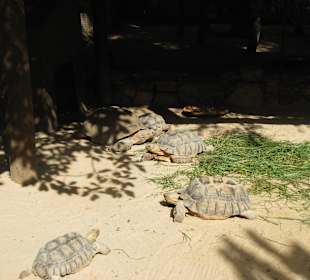 Afrikanische Sporenschildkröte