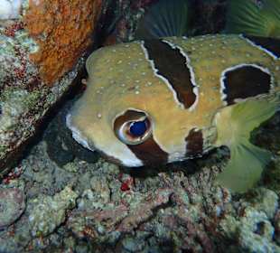 Igelmaskenfisch