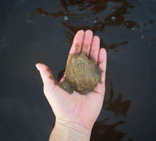 Ausflug Baden im Rio Negro
