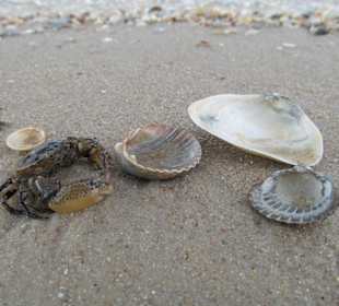 Морские тайны