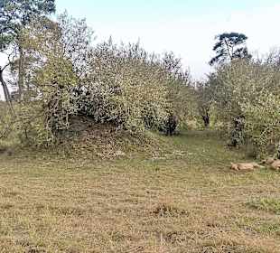 Löwen in der Massai Mara