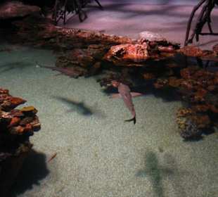 Haie im Palma Aquarium