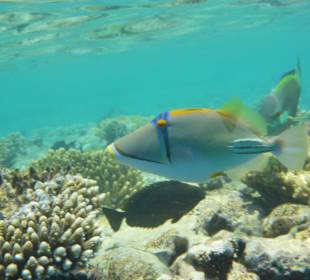 Hausriff, viel Fisch 