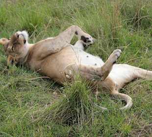 Sleeping lioness