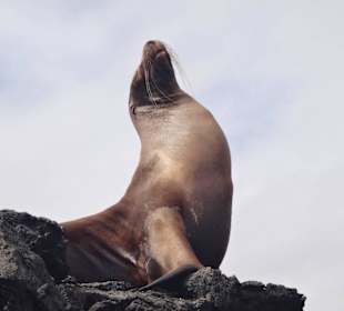 Sea lion