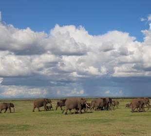Elefantenherde in Amboseli