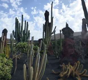 Im Kaktusgarten