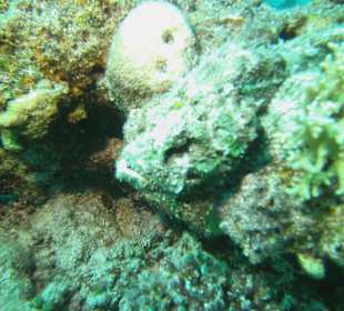 Tauchen bei der DiveConnection über Oototo gebucht