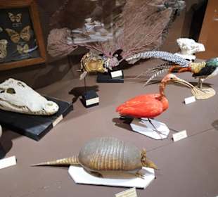 Exponate des Muséum d'histoire naturelle