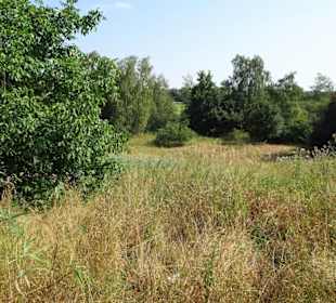Sommer-Impressionen aus dem Park Links der Weser