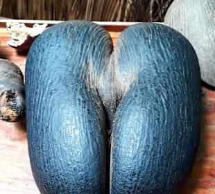 Nationalpark Valleé de Mai