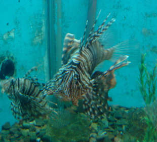 Rotfeuerfisch Aquarium El Gouna