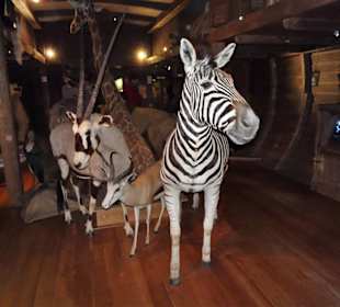 In der "Arche Noah" des Naturkundemuseums