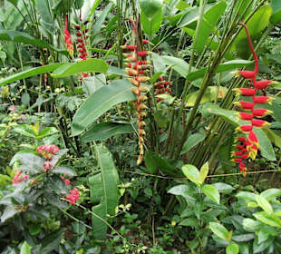 Pflanzen im Schmetterlingshaus