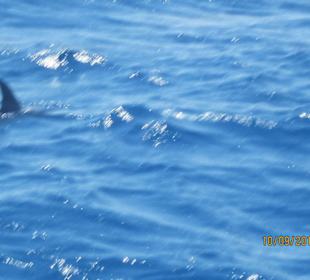 Delfin-Tour mit Susi