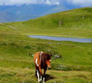 Pferde an den Anderleseen