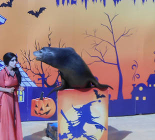 MundoMar Seelöwenshow