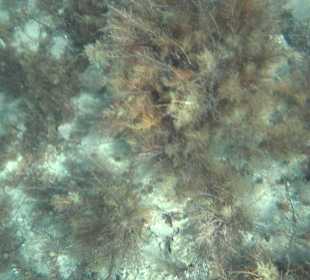 Glasbodenboot Tour Lindos