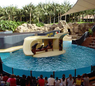 Loro Park Seelöwen Show