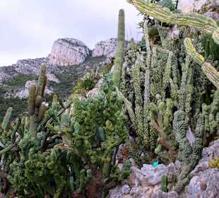 Jardin dÉxotique - Monaco