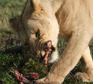 Löwin beim Fressen einer Antilope
