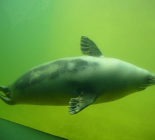 Seehundstation Friedrichskoog