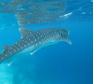 Whale shark Snorkeling
