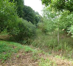 Rundgang durch das Arboretum Wildeshausen