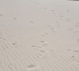 Spuren im Sand